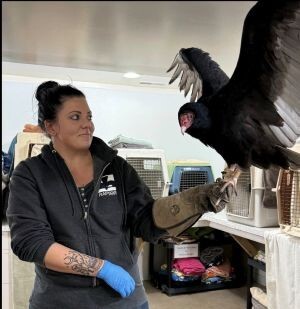 Shannon Frantz, Director of Rehabilitation, with turkey vulture